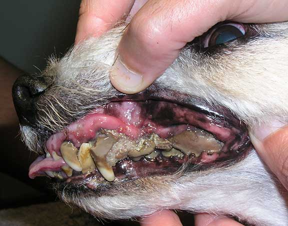 Severe plaque and tartar buildup on a dog's teeth — a real example of untreated dental disease